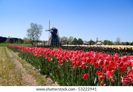 Wind mill and Dutch tulip gardens in Holland Michigan