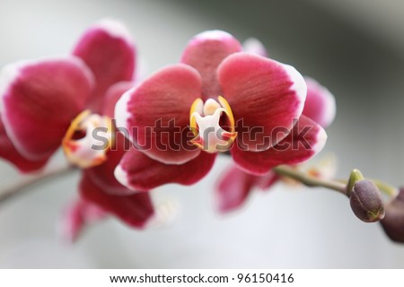 close up shot of red Orchid flowers