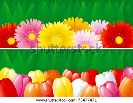Floral banners. Two vector   backgrounds with  blossoming flowers - tulips, gerberas.