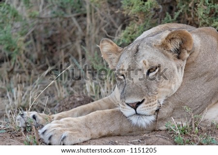 Sleeping lioness with one eye open