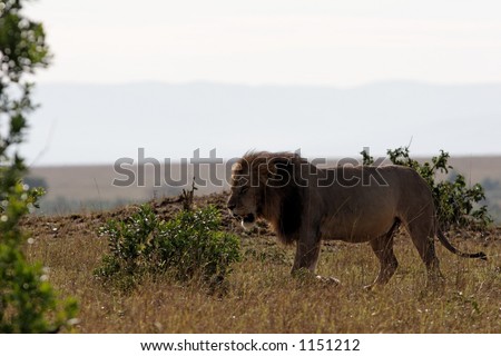 Partial silhouette of male lion