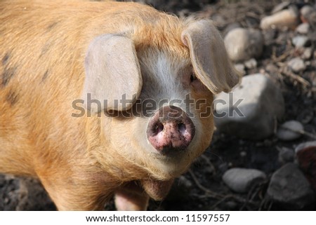 Cute looking pig who is in his outdoor pig pen