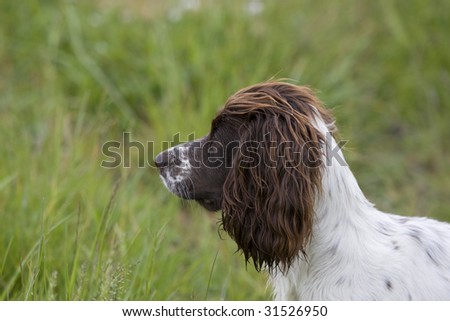 Liver Spaniel