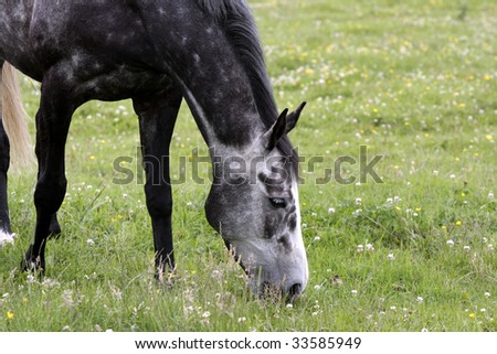 Handsome grey horse eating grass, rom for copyspace