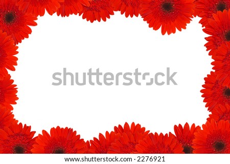 Red+daisy+flowers+pictures