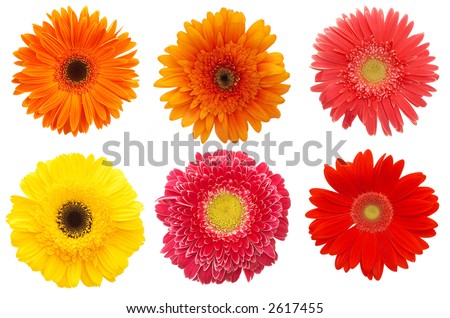 Daisy+flower+white+background