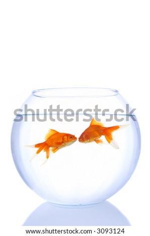 two beautiful goldfishes in glass bowl