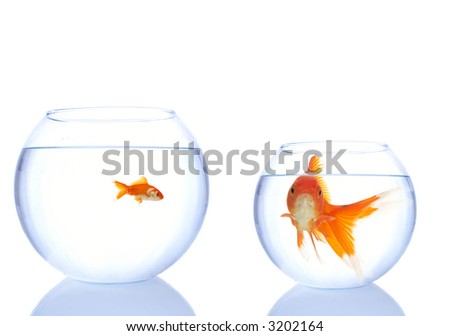 goldfishes in the bowls, small has more space, big one is not happy about it