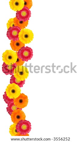 Picture Daisy Flower on Colorful Daisy Flowers Border For Your Designs And Messages   Stock