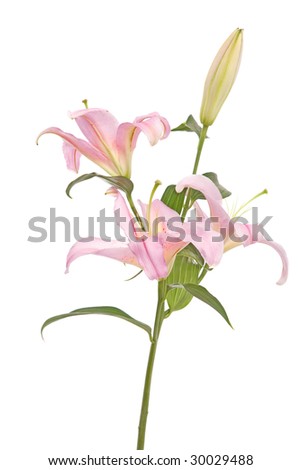 White lily on white background