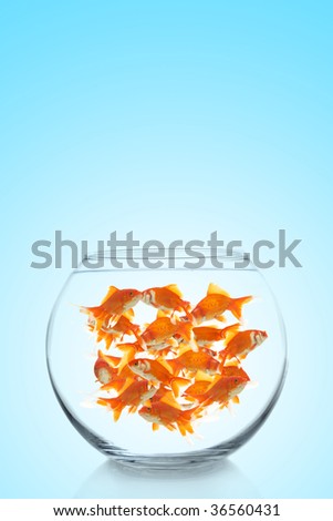 lots of goldfish in a bowl on a blue background, space for messages
