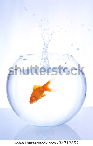 goldfish jumping into a bowl with speed on gradient background