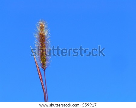 Bunch Grass seed head