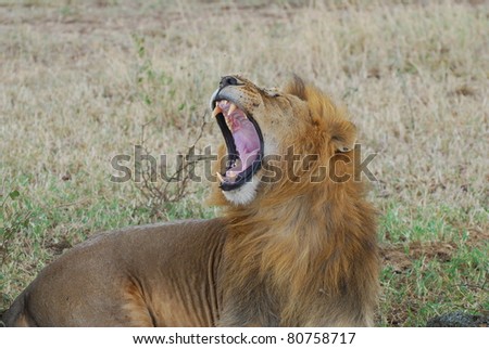 Lion Fangs
