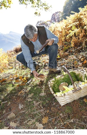 Senior man knelt in forest looking for ceps