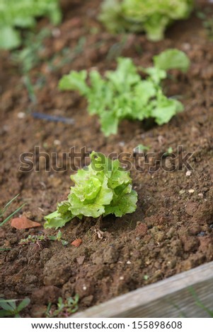 Closeup of young lettuce in kitchen garden