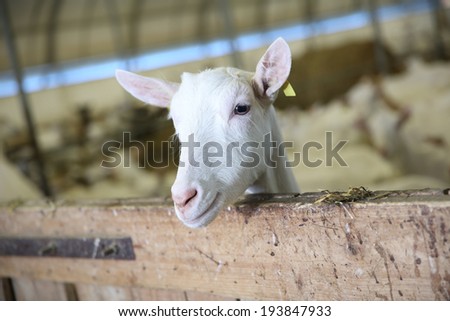 Closeup of goat inside barn