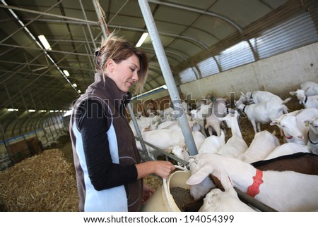 Woman breeder feeding goats in barn