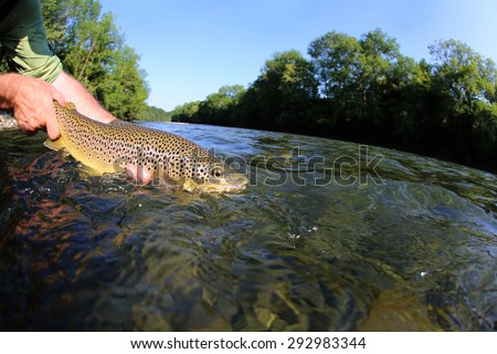 Fisherman releasing trout in river