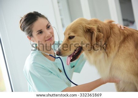 Veterinarian examining dog\'s heartbeat