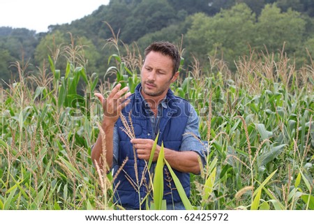 Agronomist analysing cereals in corn field