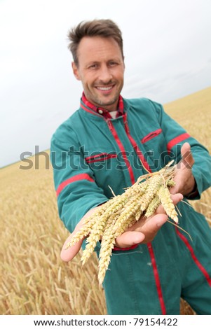 Farmer holding wheat ears in cereal field