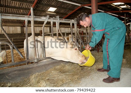 Farmer feeding cows in barn