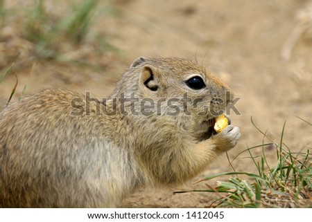 Close-up of eating Prairie Dog.