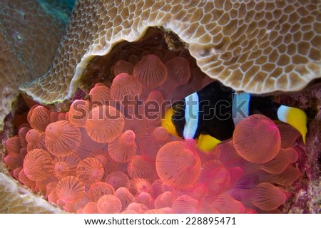 An Amphiprion clarkii Anemonefish hides in a florescent red sea anemone