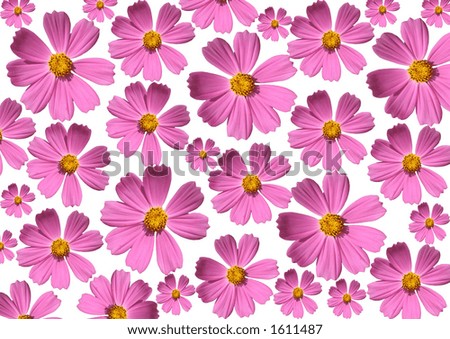 pink flowers background. stock photo : Pink flower