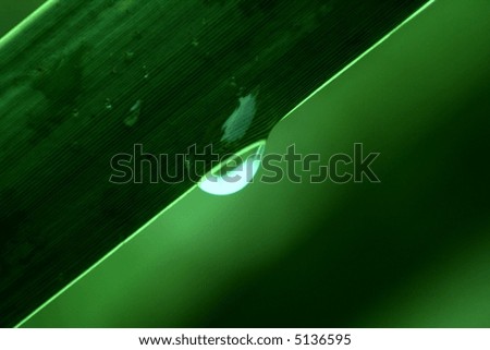 Water droplet after the rain on a green leaf