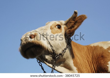 Face of a cow against blue sky