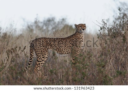 Cheetah looking forward