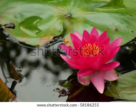Red water lily (Nymphaea escarboucle)