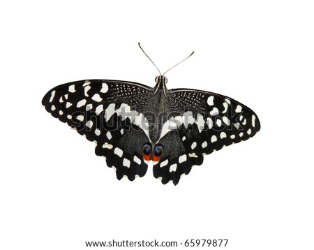 Lime Swallowtail