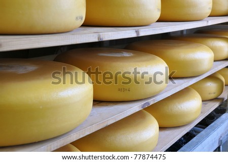 Traditionally made Dutch cheese ripening on shelves