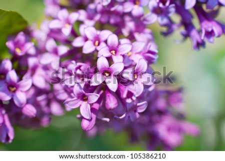 Fragrant lilac blossoms, shallow depth of field