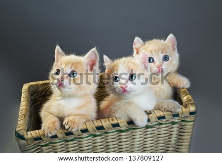three red British kittens in basket