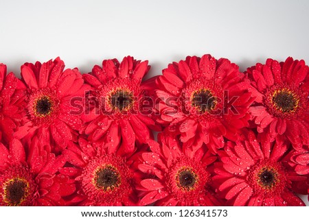 Bed of red gerbera daisies on a white background