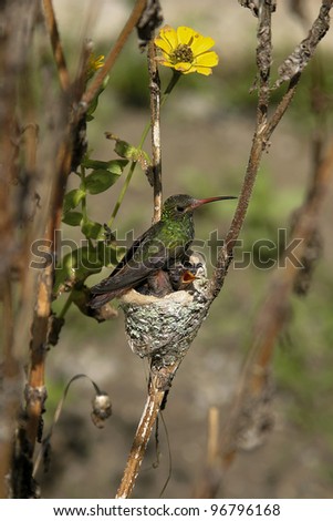 hummingbird in nest with her young