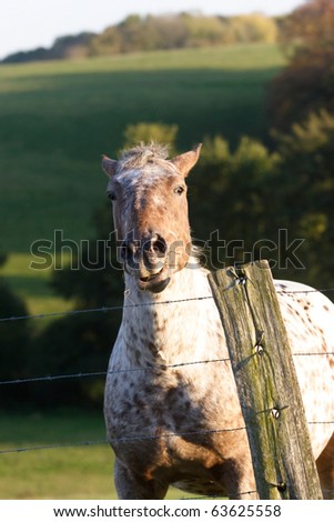Horse in a pasture land behind a farm fence