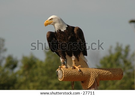 I took this photo of the Bald Eagle at African Lion\'s Safari, Ontario Canada.  August 2004