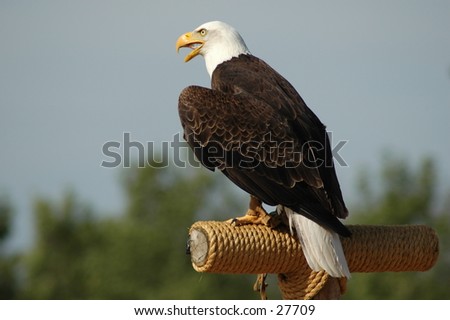 I took this photo of the Bald Eagle at African Lion's Safari, Ontario