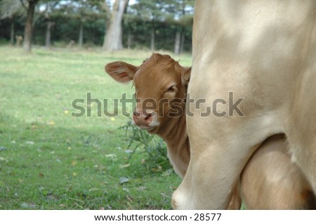 A calf with his mommy.  I thought it was cute the way he peeked around to see what I was doing!!  September 2004