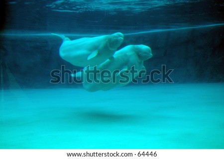 beluga whale clipart. stock photo : Beluga Whales,