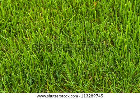 Green neatly cut lawn grass close-up background