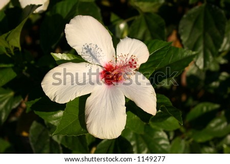 Hawaii flower: self-confident
