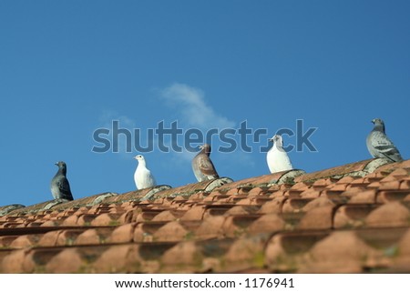 birds on roof