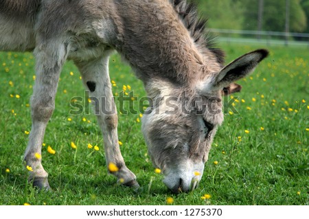 donkey on green grass
