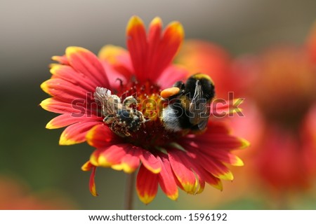 bee and bumble-bee on flower